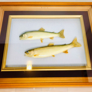 鮎　ヤマメ　川魚　剥製　額縁