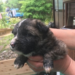 【生後2か月弱】雑種中型犬オス④メス①　元気で甘えん坊な兄妹！ご...
