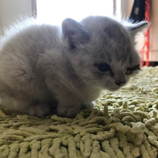 白い子猫