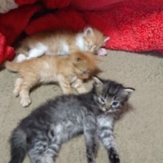 猫もらってください