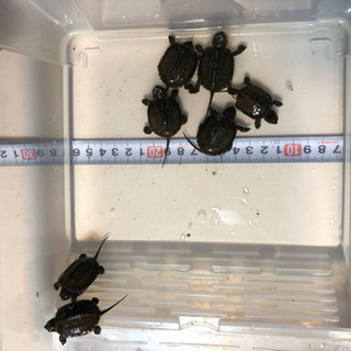 クサガメベビー　7匹里親募集【お渡し完了しました】