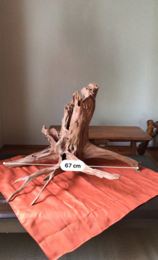 【木の根】私の父が趣味で磨いた作品です