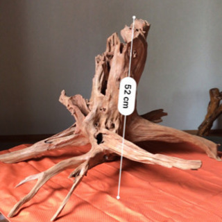 【木の根】私の父が趣味で磨いた作品です