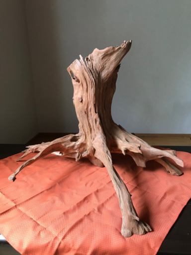 【木の根】私の父が趣味で磨いた作品です