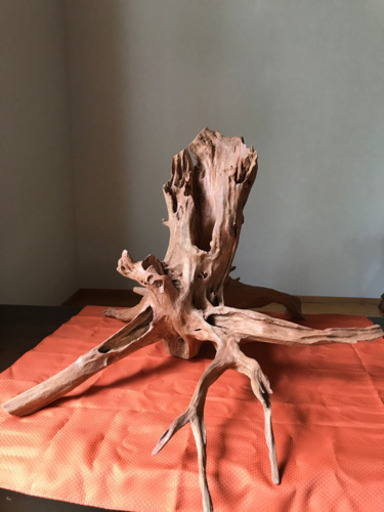 【木の根】私の父が趣味で磨いた作品です