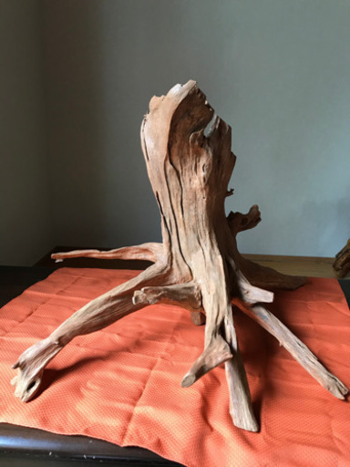 【木の根】私の父が趣味で磨いた作品です