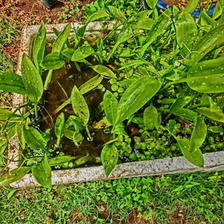 オモダカ２本（メダカ等に）ビオトープに比較的強い水草で🌸花も咲きます、（水中）★箱ごとは相談★ＰＦ必読です。の画像