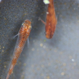 琥珀錦・透明鱗三色　メダカの卵20個＋αの画像