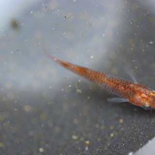 琥珀錦・透明鱗三色　メダカの卵20個＋αの画像