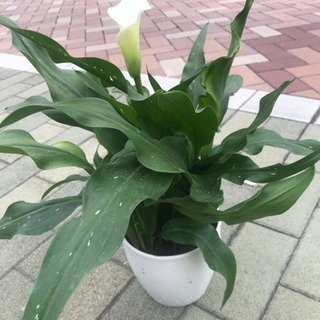 カラ一６月の誕生花です、斑入り希少！