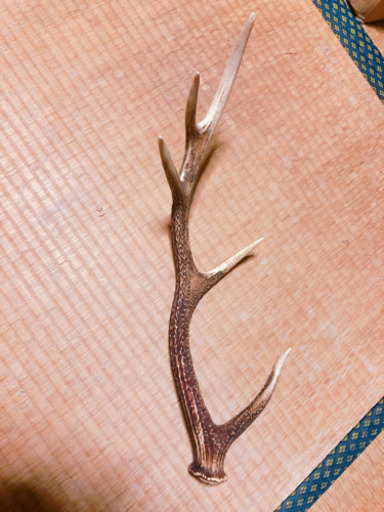 鹿の角