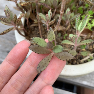 多肉植物❤️ 不死鳥 カランコエ 根付き抜き苗の画像