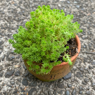 セダム・森村万年草❤️多肉植物