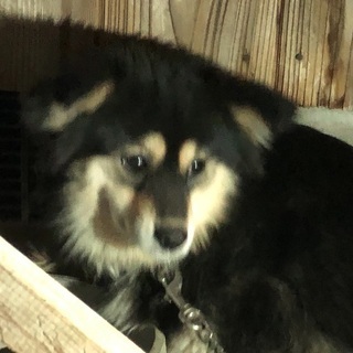 多頭崩壊のわんちゃんです。