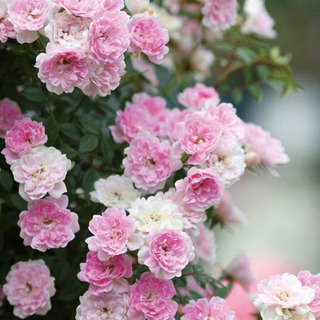 つるバラ＊宇部小町＊大苗の画像