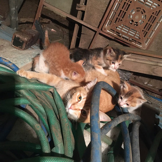里親募集 子猫 ４匹 届け出済み