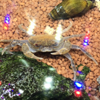 サワガニ2匹差しあげます。