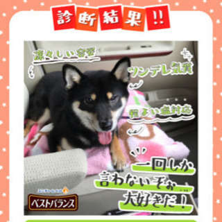 つくば並木　梅園周辺の柴犬仲間大募集 - 土浦市
