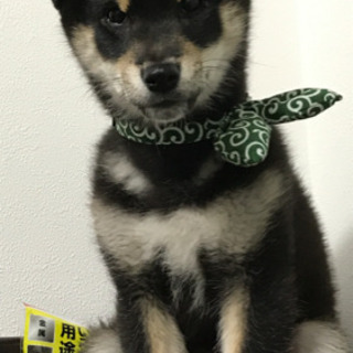 つくば並木　梅園周辺の柴犬仲間大募集 - その他