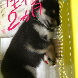 つくば並木　梅園周辺の柴犬仲間大募集 − 茨城県