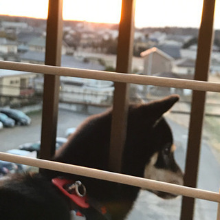つくば並木　梅園周辺の柴犬仲間大募集 - メンバー募集