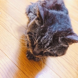 可愛がって下さる方、探しています。