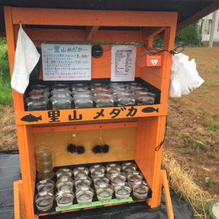 里山めだか 無人販売所 深海 プラチナ牡丹 黒ラメみゆき 松井ヒ...