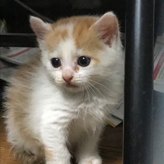 保護猫の里親を募集しています。届出済みです。沢山のお問い合わせあ...