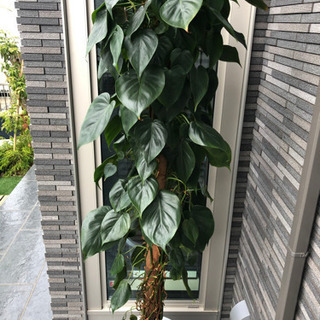 大型観葉植物　大きいサイズ　