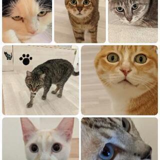 犬と猫のカフェ有吉工務店🐾お待ちしております🐾 - 飯塚市