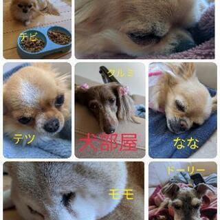 犬と猫のカフェ有吉工務店🐾お待ちしております🐾 - ペット