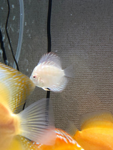 アルビノ系ディスカスラストセット(熱帯魚水槽)