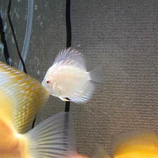 アルビノ系ディスカスラストセット(熱帯魚水槽)