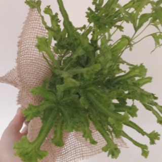 【観葉植物】プテリス 麻玉 02【テラリウム】