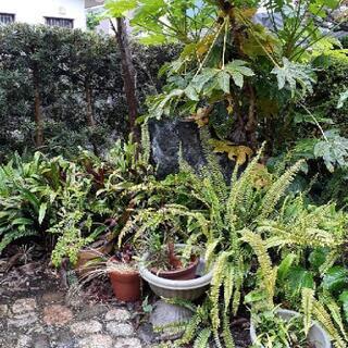 【庭の木々、差し上げます！！】の画像