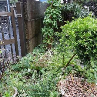 【庭の木々、差し上げます！！】の画像