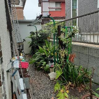 【庭の木々、差し上げます！！】の画像