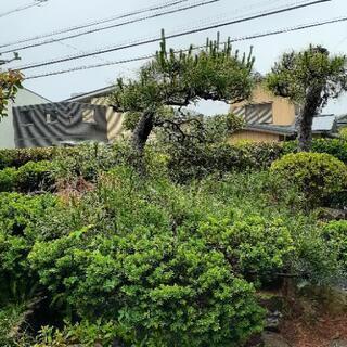 【庭の木々、差し上げます！！】の画像