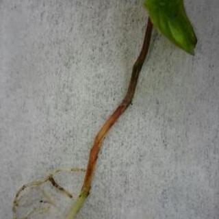 自然薯・山芋苗５cm以下予約受付
