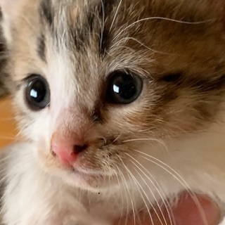 生後1ヶ月くらいの野良猫ちゃん