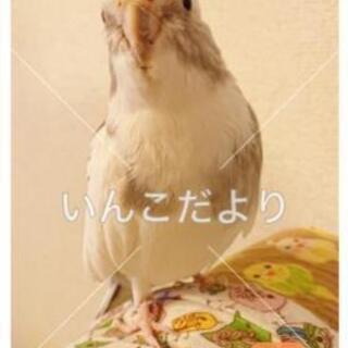 迷子 オカメインコ【拡散希望】