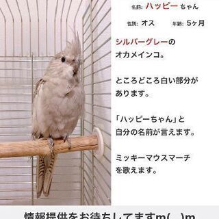 【迷子情報】オカメインコ