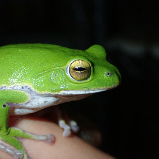 爬虫類、両生類飼育&観察仲間募集です！