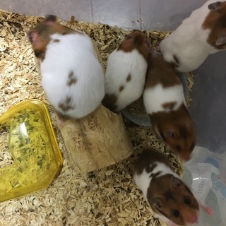 ハムスターの里親募集