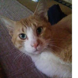 虎猫雄です。里親さん募集してます。