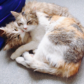 里親さん決定！長毛&三毛猫ちゃん☆仲良し兄弟？