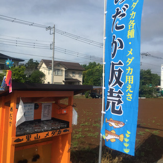 里山めだか メダカ・エビ・ミジンコ無人販売所 サンセット極龍幼魚...