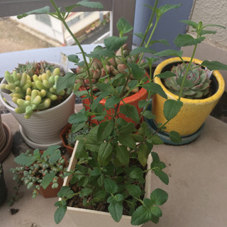 チェリーセージ　植物