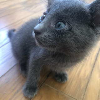 生後1ヶ月半の可愛い子猫ちゃん
