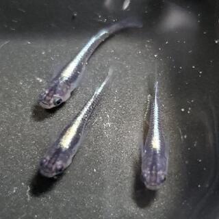 ☆めだかの卵・黒カブキ・卵20粒☆の画像